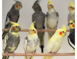 Cockatiels